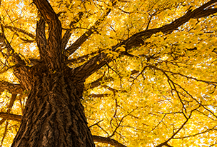 교표, 교기 사진